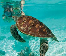 Location de Bateau et Observation des tortues a Saint-Martin